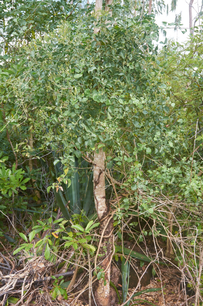 Jasminum fluminense subsp. fluminense - Maurice