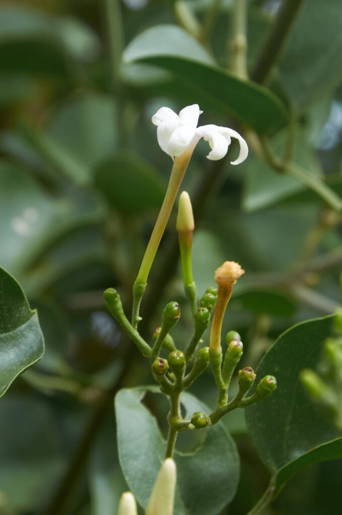 Jasminum fluminense subsp. fluminense - Maurice