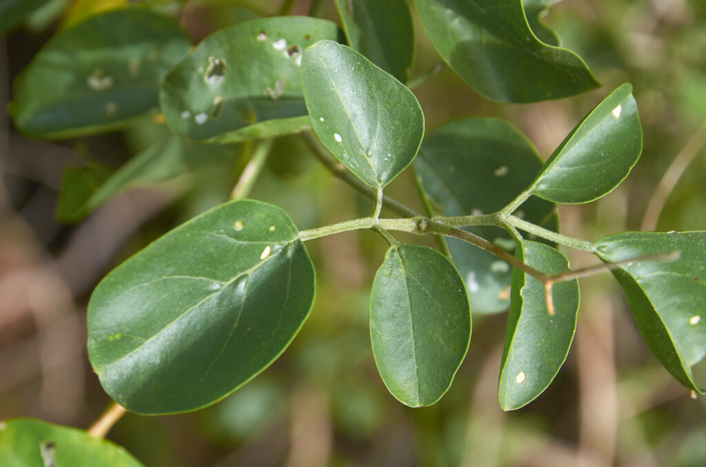 Jasminum fluminense subsp. fluminense - Maurice