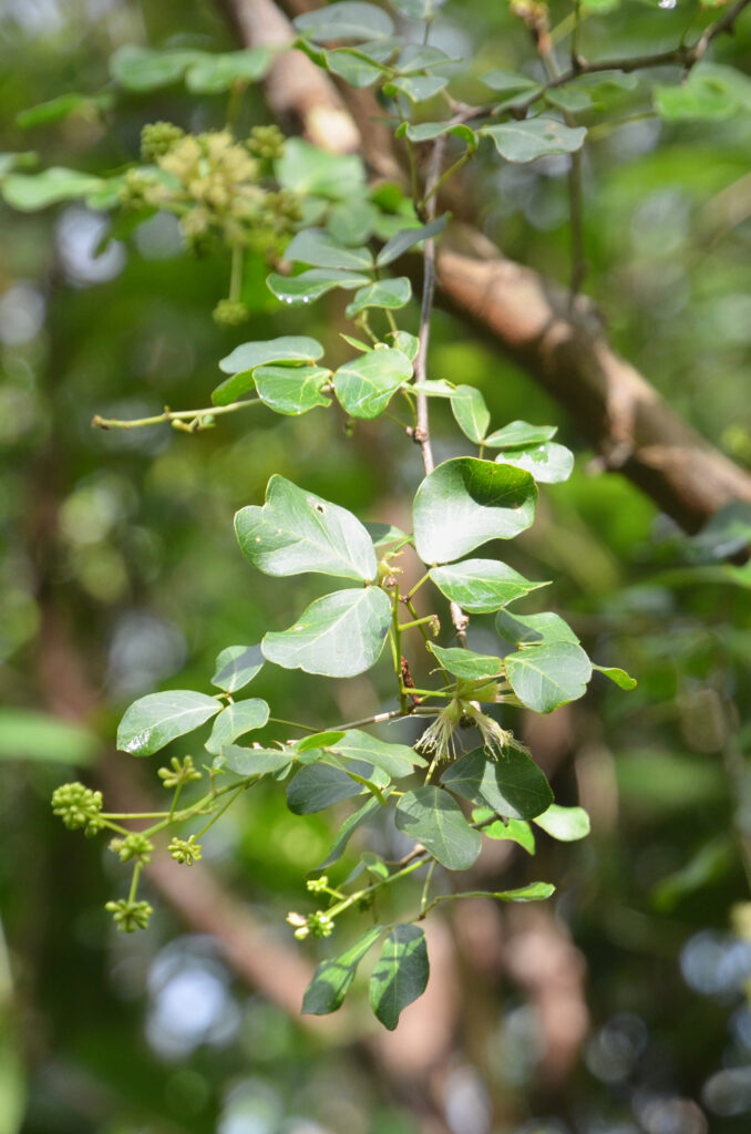 Pithecellobium unguis-cati - Maurice