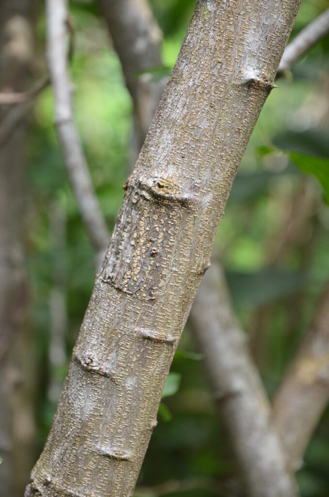 Pithecellobium unguis-cati - Maurice