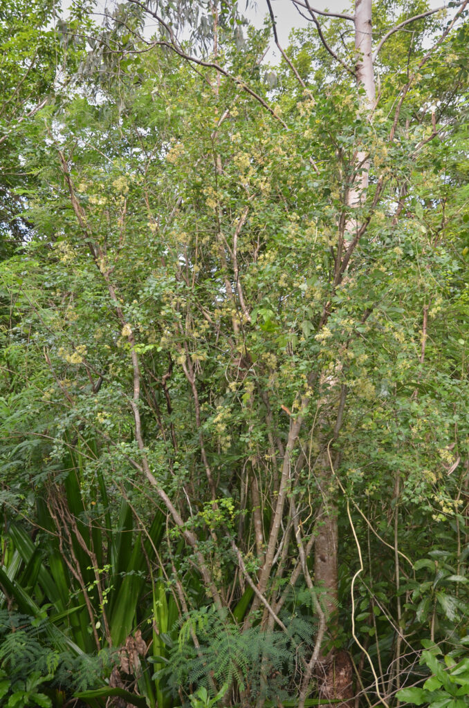 Pithecellobium unguis-cati - Maurice
