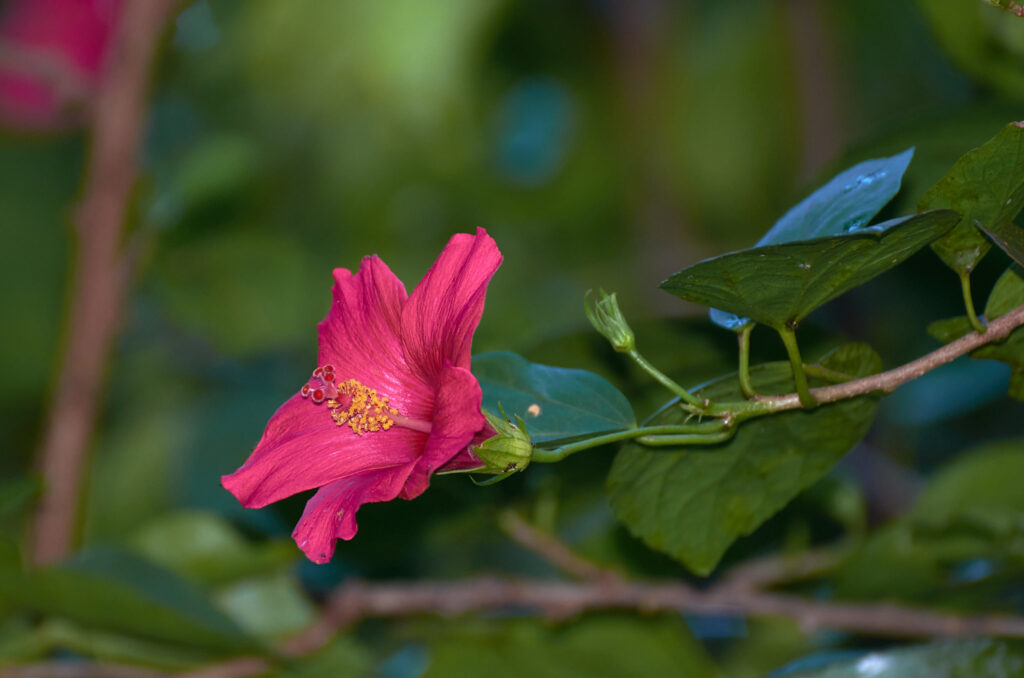 Hibiscus boryanus - Maurice