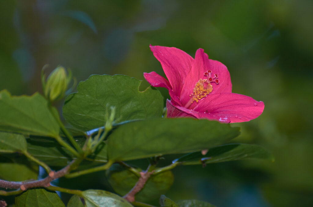 Hibiscus boryanus - Maurice