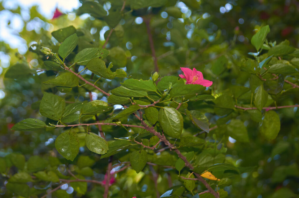 Hibiscus boryanus - Maurice