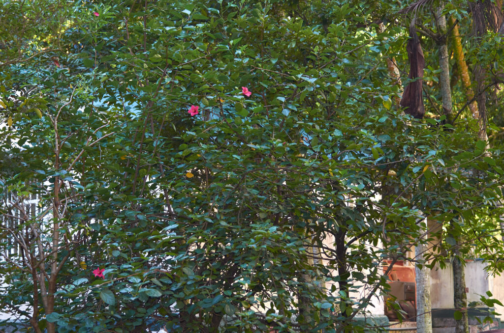 Hibiscus boryanus - Maurice