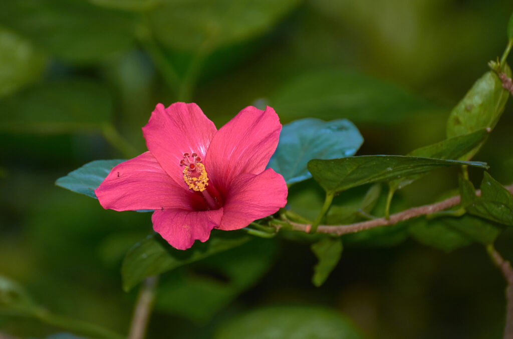 Hibiscus boryanus - Maurice