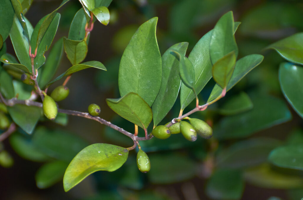 Coffea myrtifolia - Maurice