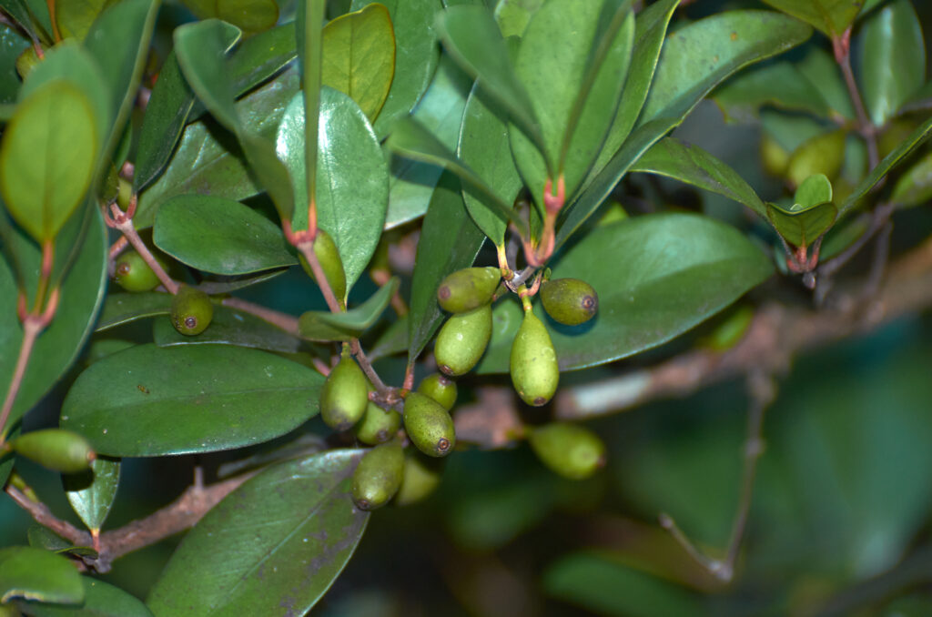 Coffea myrtifolia - Maurice