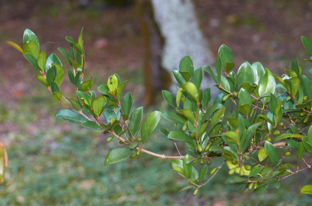 Coffea myrtifolia - Maurice