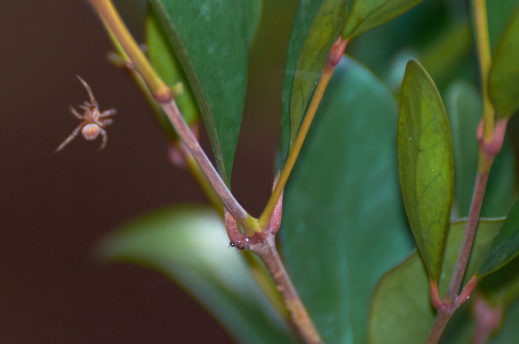 Coffea myrtifolia - Maurice