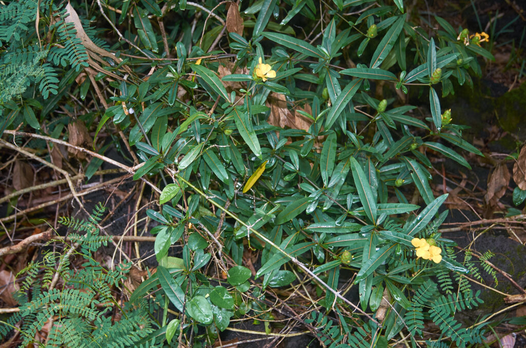 Barleria lupulina -Maurice