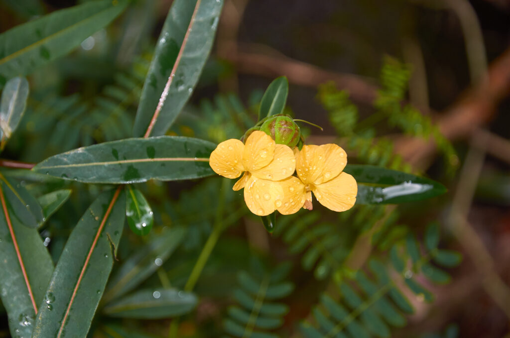 Barleria lupulina - Maurice