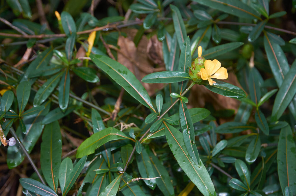 Barleria lupulina -Maurice