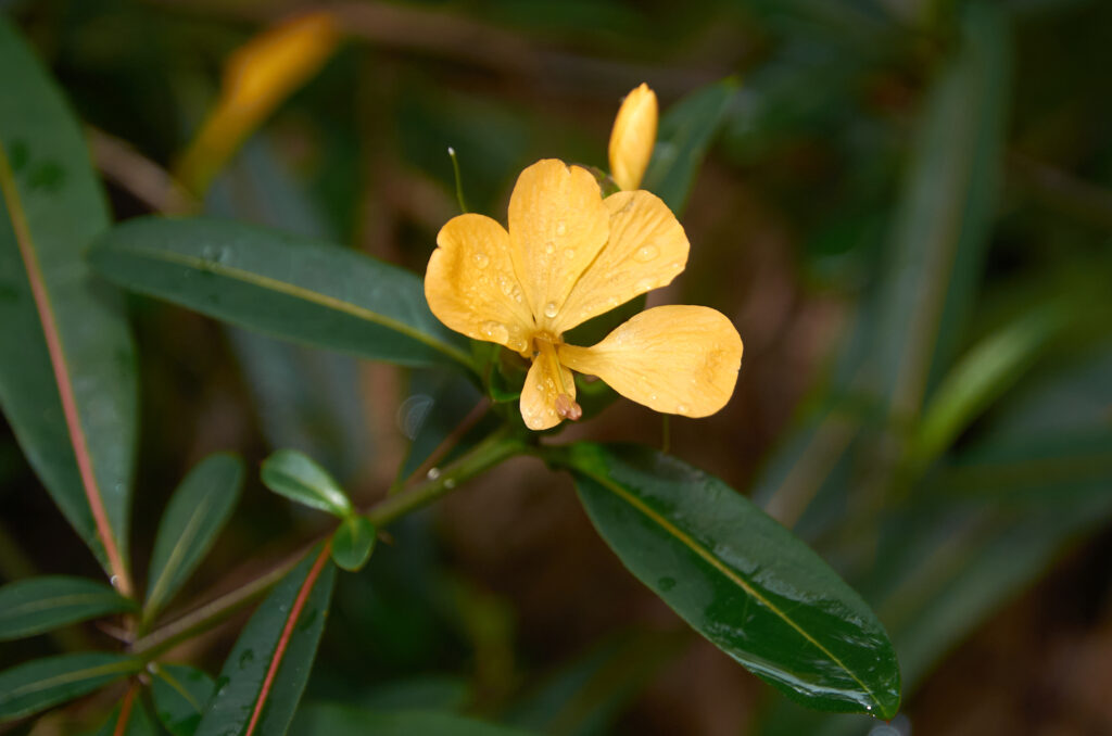Barleria lupulina -Maurice