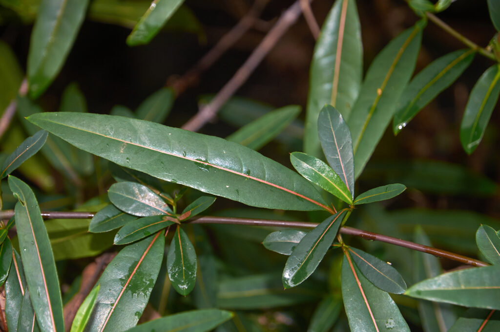 Barleria lupulina -Maurice