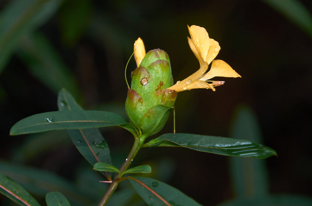 Barleria lupulina -Maurice