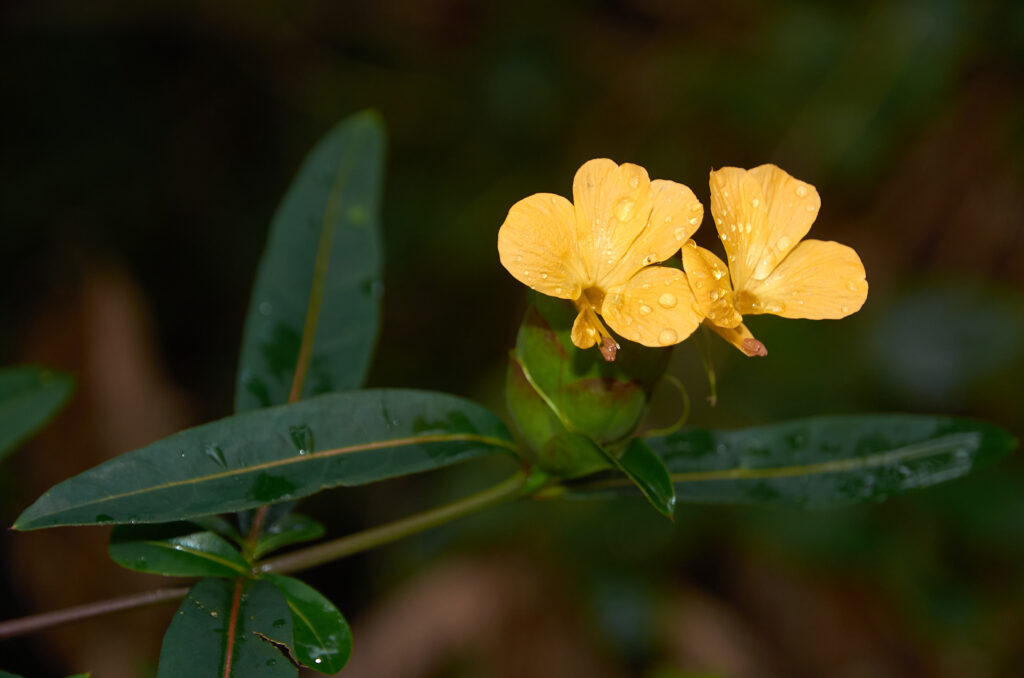 Barleria lupulina -Maurice