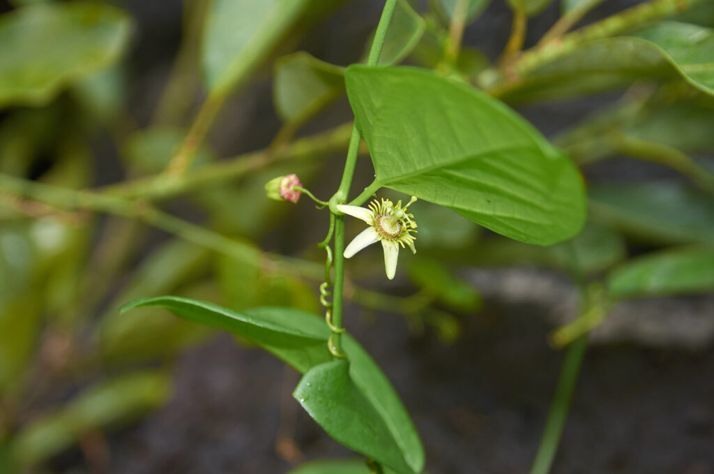 Passiflora suberosa - Maurice