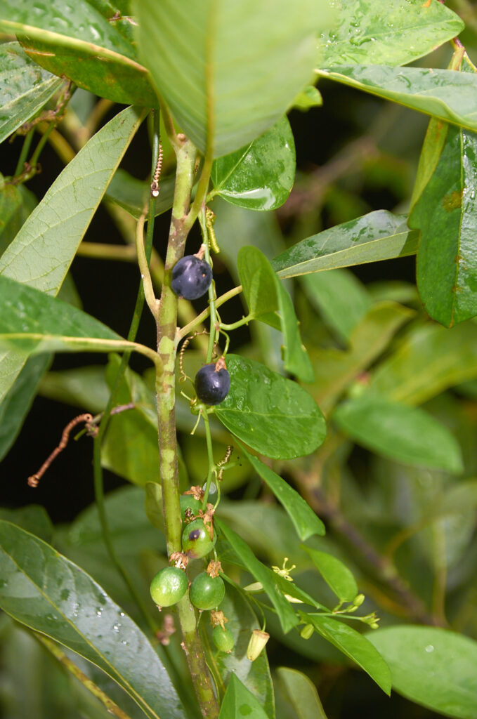 Passiflora suberosa - Maurice