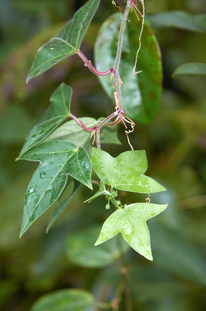 Passiflora suberosa - Maurice