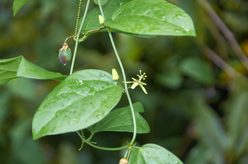 Passiflora suberosa - Maurice