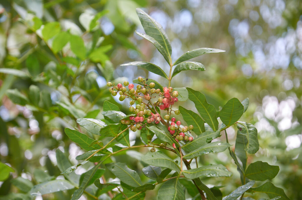 Schinus terebinthifolia - Maurice