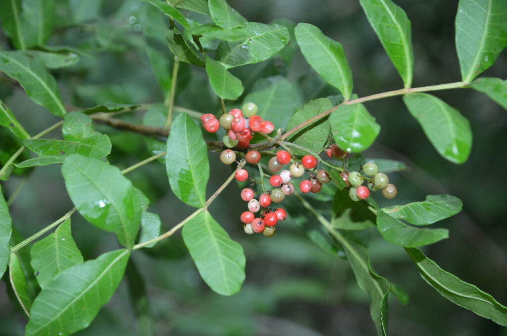 Schinus terebinthifolia - Maurice