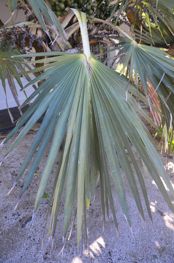 Latania loddigesii - Maurice