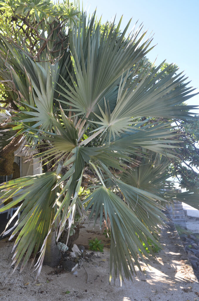 Latania loddigesii - Maurice