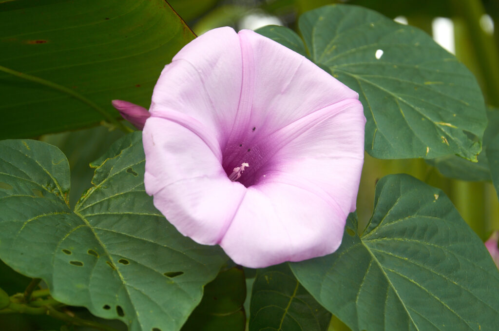 Stictocardia tiliifolia -Maurice