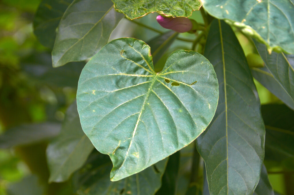 Stictocardia tiliifolia -Maurice