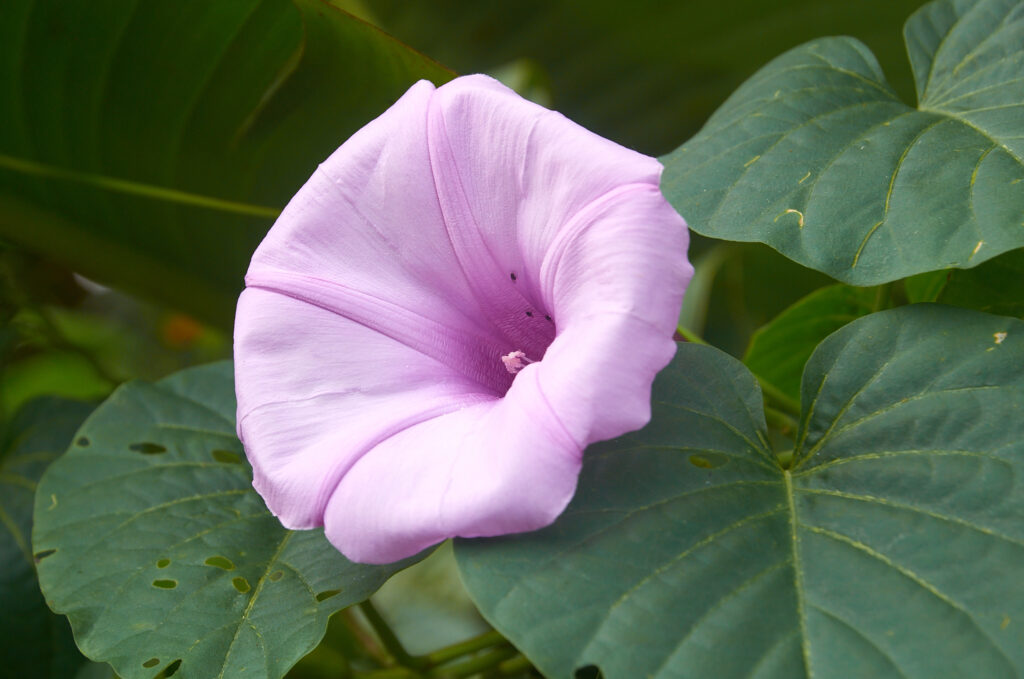 Stictocardia tiliifolia -Maurice
