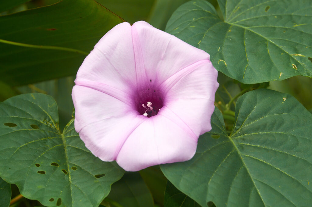 Stictocardia tiliifolia -Maurice