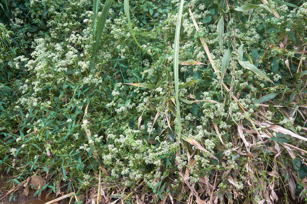 Mikania micrantha - Maurice