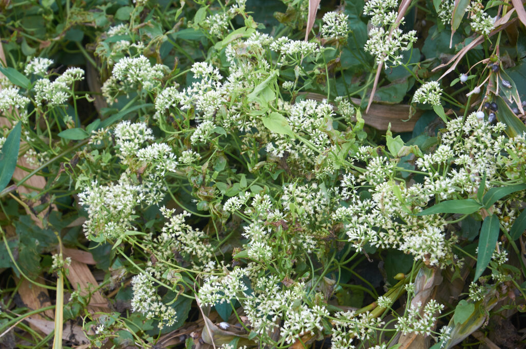Mikania micrantha - Maurice