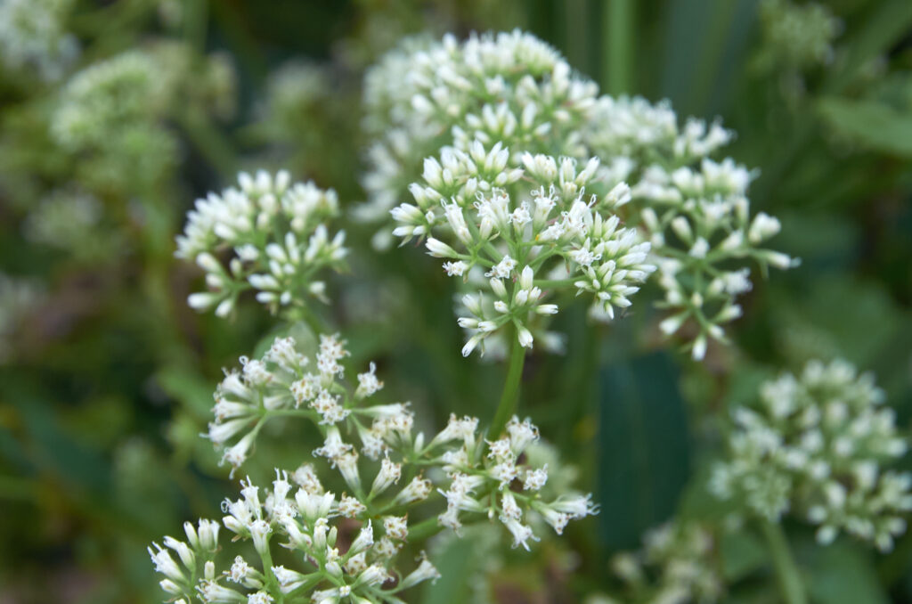 Mikania micrantha - Maurice
