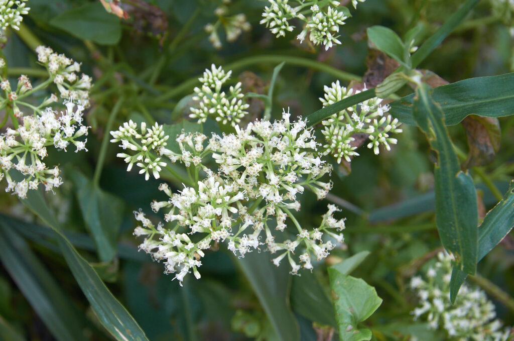 Mikania micrantha - Maurice