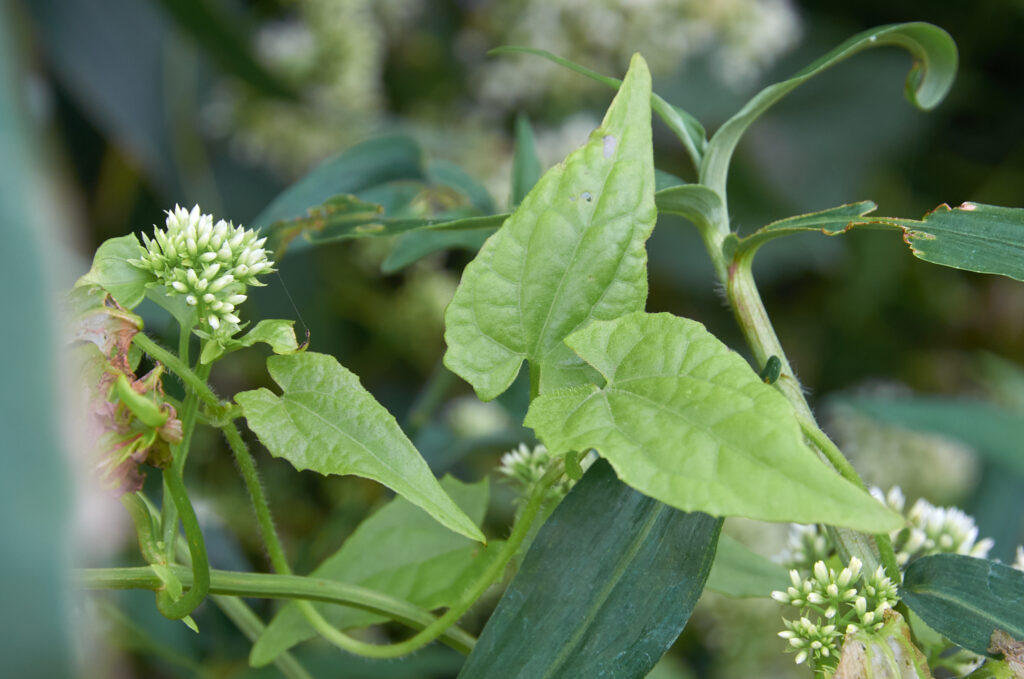Mikania micrantha - Maurice