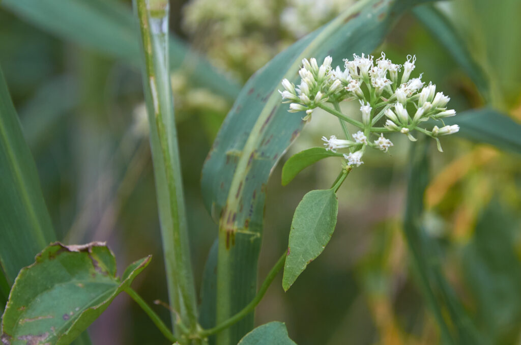 Mikania micrantha - Maurice