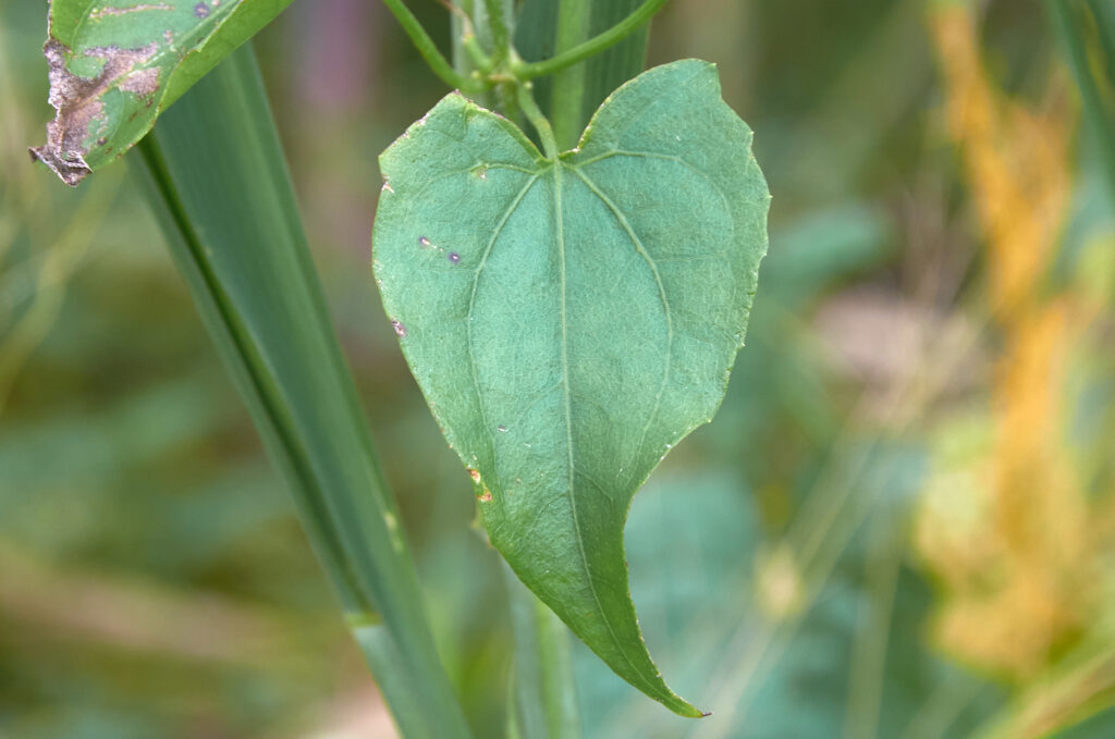 Mikania micrantha - Maurice