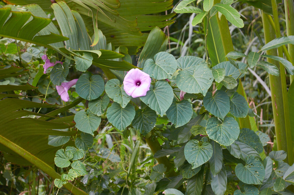 Stictocardia tiliifolia -Maurice