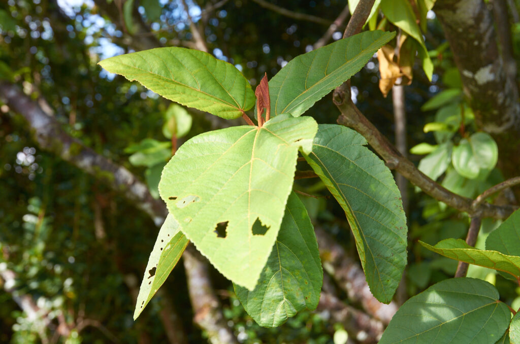 Ruizia ferruginea - Maurice