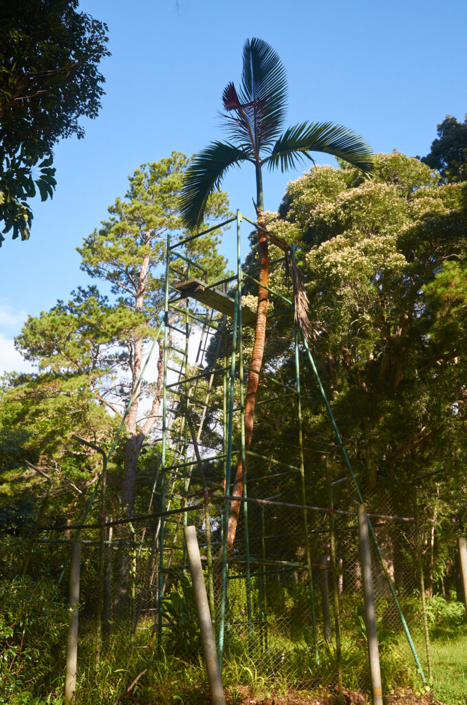 Hyophorbe amaricaulis - Maurice