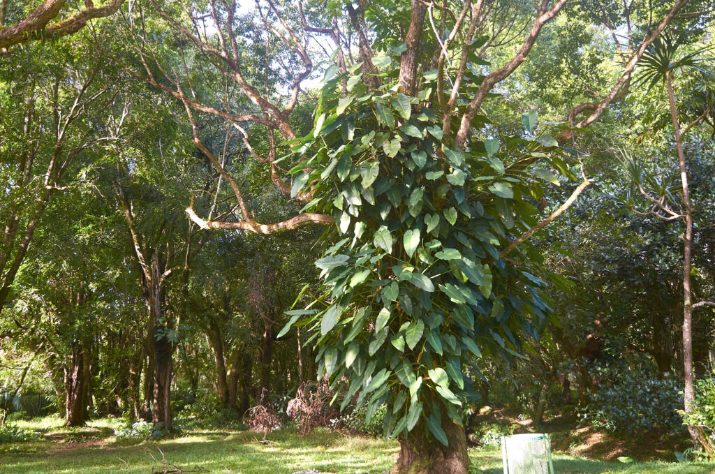 Philodendron sagittifolium - Maurice