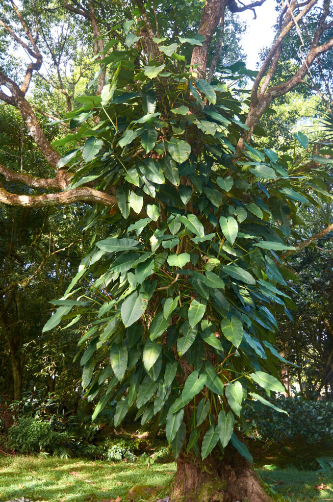 Philodendron sagittifolium - Maurice
