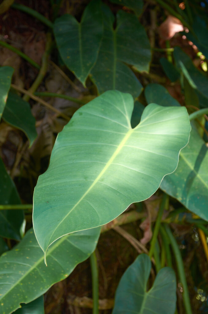 Philodendron sagittifolium - Maurice