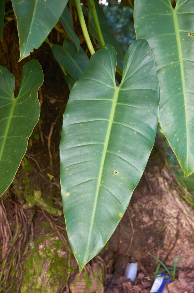 Philodendron sagittifolium - Maurice
