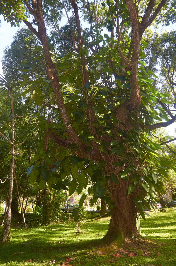 Philodendron sagittifolium - Maurice