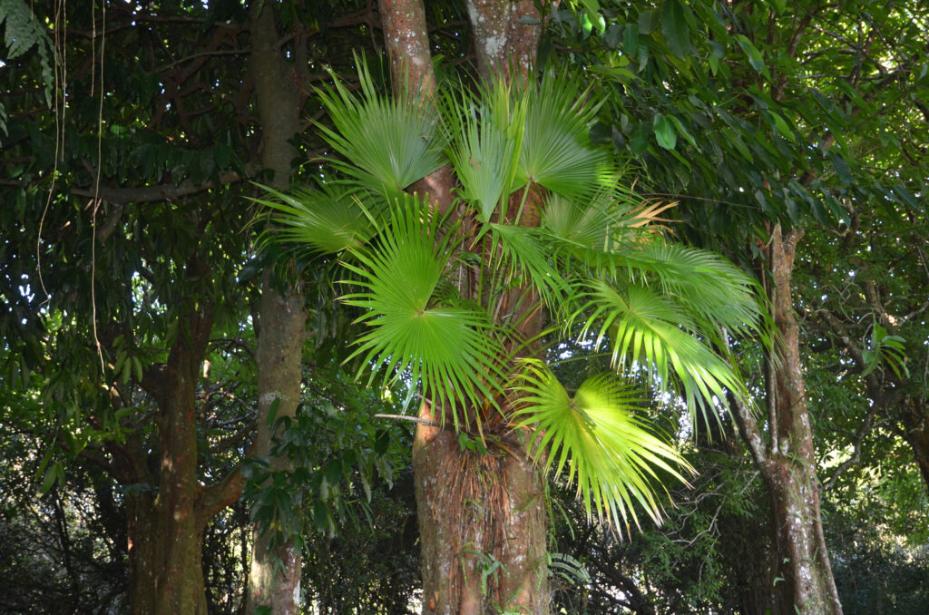 Livistona chinensis - Maurice
